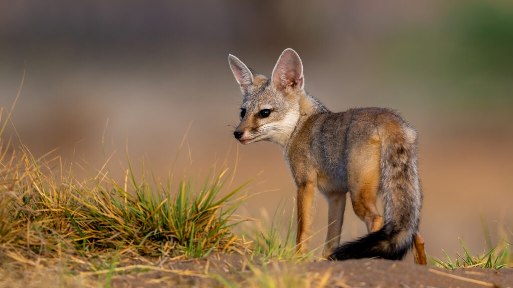 Bengal fox